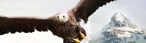 FREEDOM, an eagle takes flight